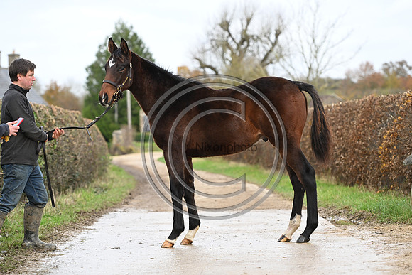 Foal_7_PN23_18151