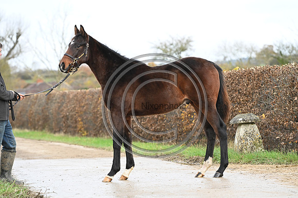 Foal_7_PN23_18152