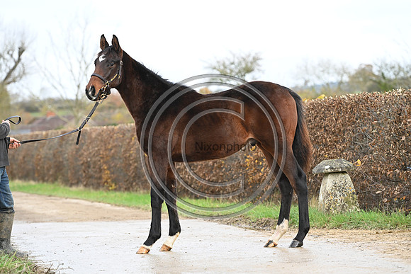 Foal_7_PN23_18153