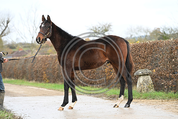 Foal_7_PN23_18154