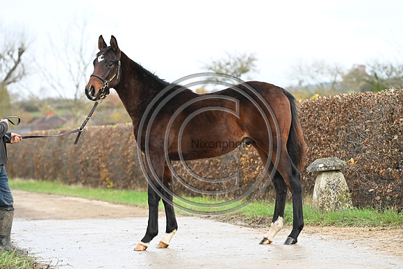 Foal_7_PN23_18155