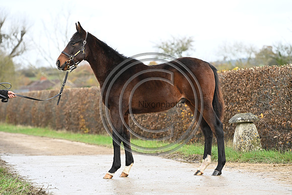 Foal_7_PN23_18156