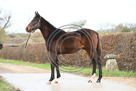 Foal_7_PN23_18157