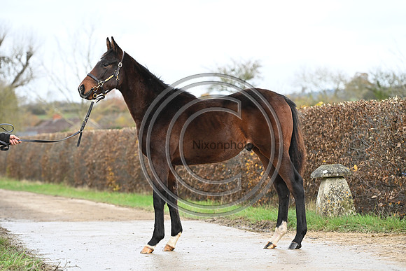 Foal_7_PN23_18158