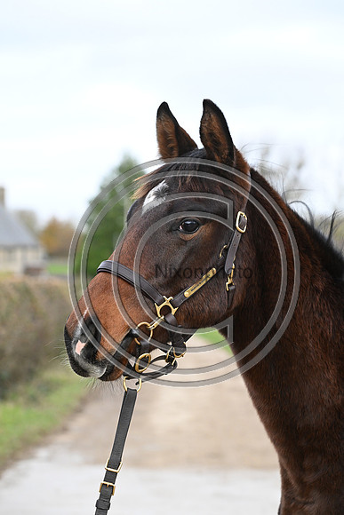 Foal_7_PN23_18159