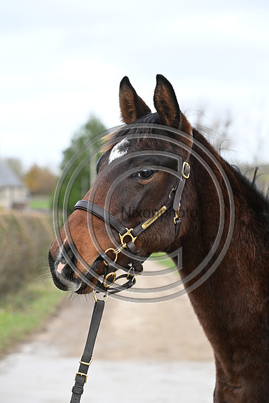 Foal_7_PN23_18160