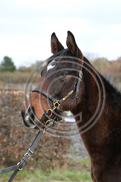Foal_7_PN23_18162