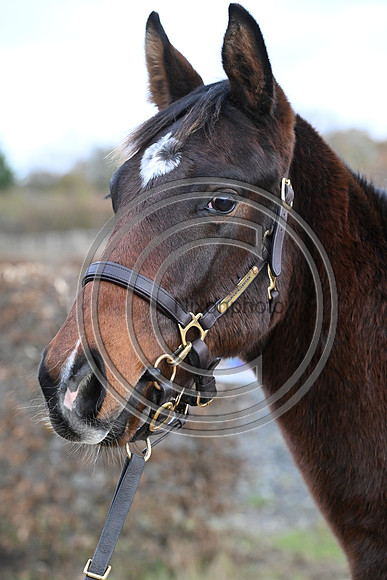 Foal_7_PN23_18161