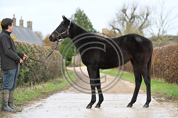 Foal_8_PN23_18163
