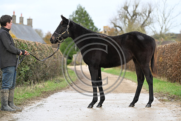 Foal_8_PN23_18165