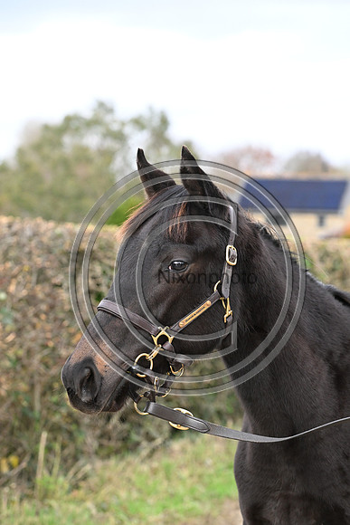 Foal_8_PN23_18167