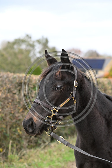 Foal_8_PN23_18168