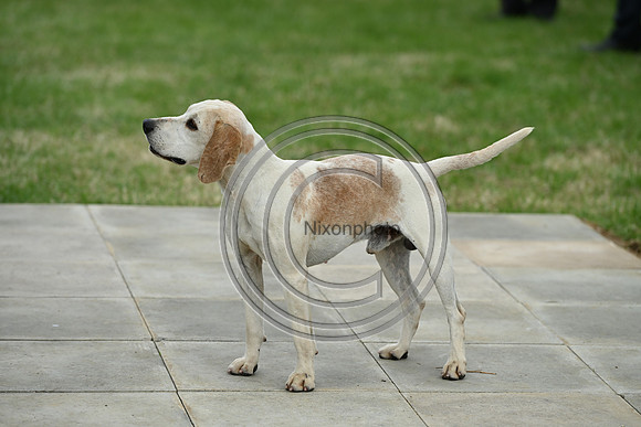 Festival of Hounds 2024