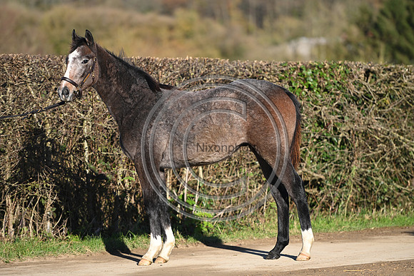 Foal_Selwood_PN6