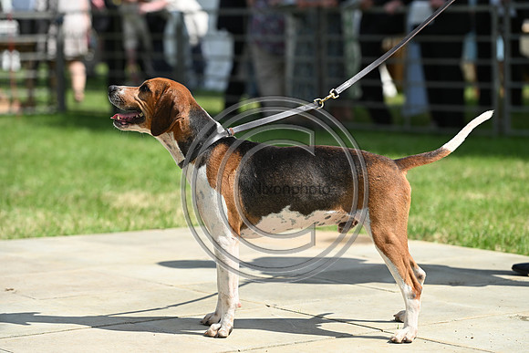 Festival of Hounds 2024