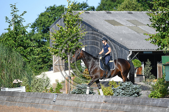 Collective Equestrian