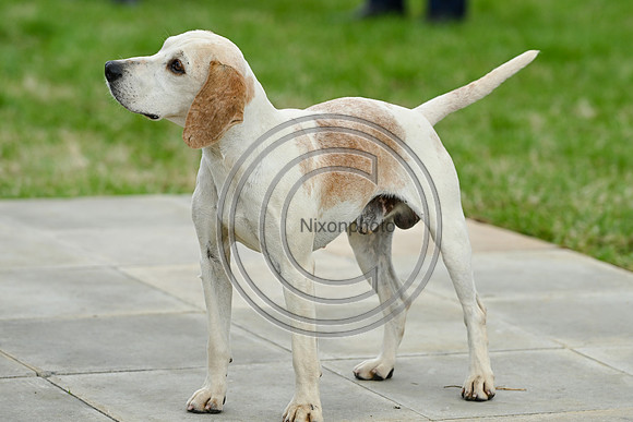 Festival of Hounds 2024