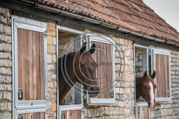 Collective Equestrian