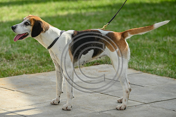 Festival of Hounds 2024