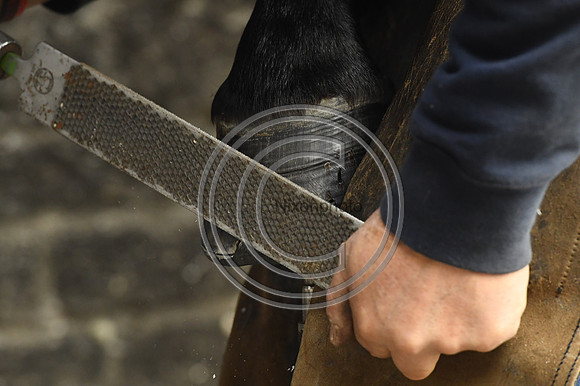 Nigel Perrott_Farrier_PN20_51849