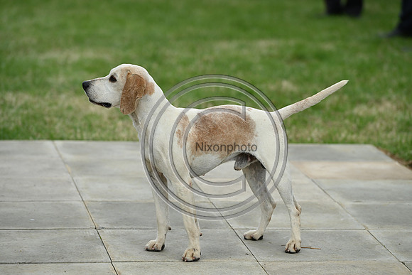 Festival of Hounds 2024