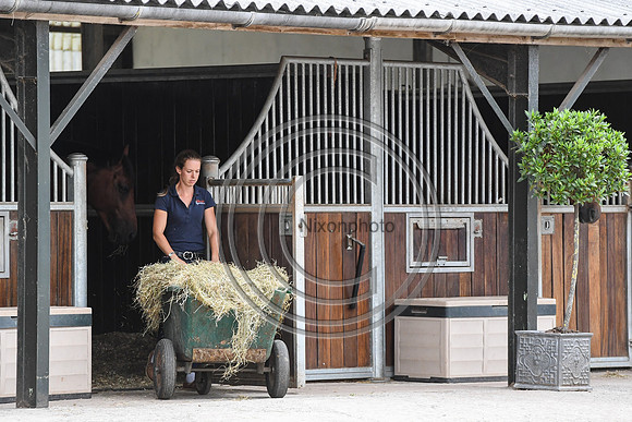 Collective Equestrian