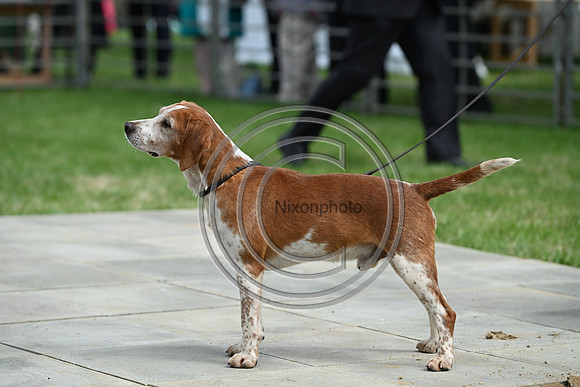 Festival of Hounds 2024