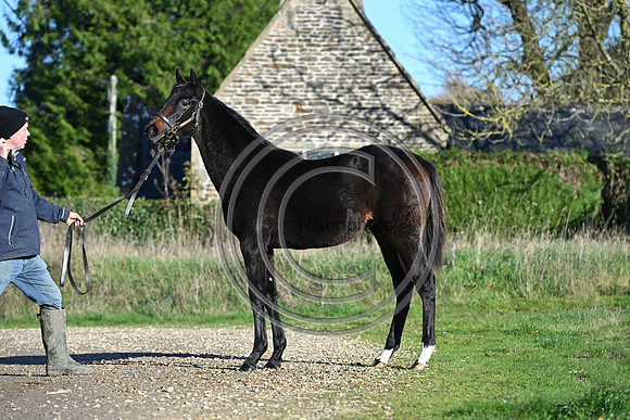 Foal_Selwood_PN87