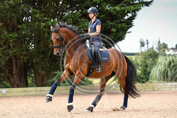 Collective Equestrian