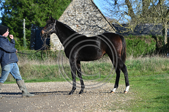 Foal_Selwood_PN84