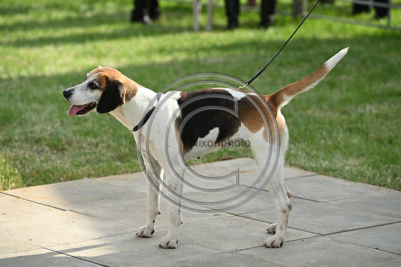 Festival of Hounds 2024