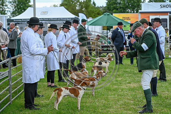 Festival of Hounds 2024