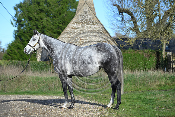 Mare_Selwood_PN64