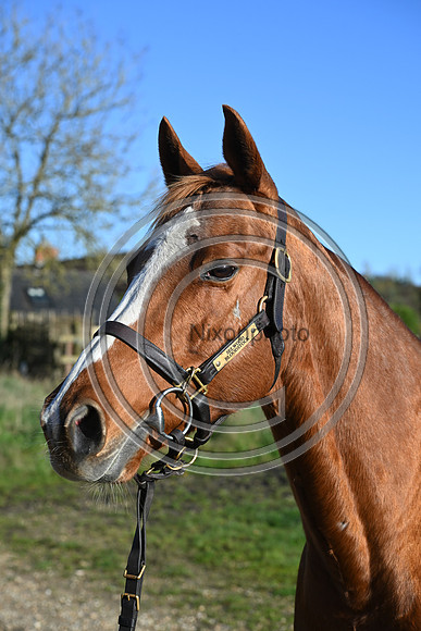 Mare_Selwood_PN42