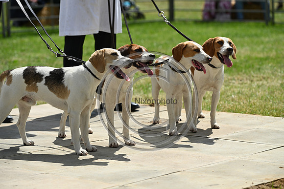 Festival of Hounds 2024