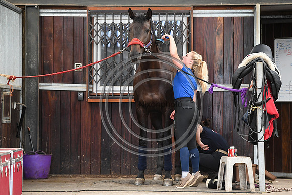 Collective Equestrian