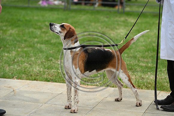 Festival of Hounds 2024