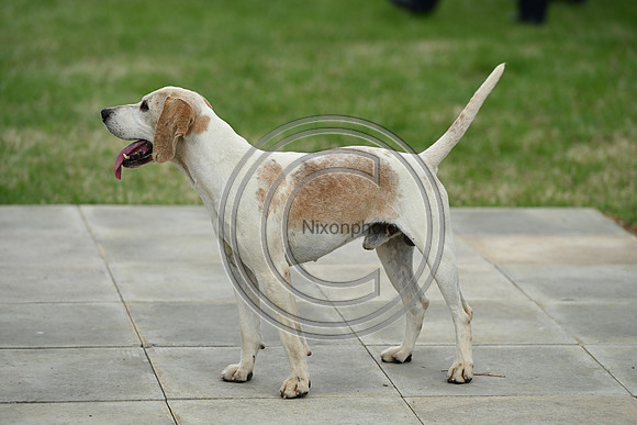 Festival of Hounds 2024