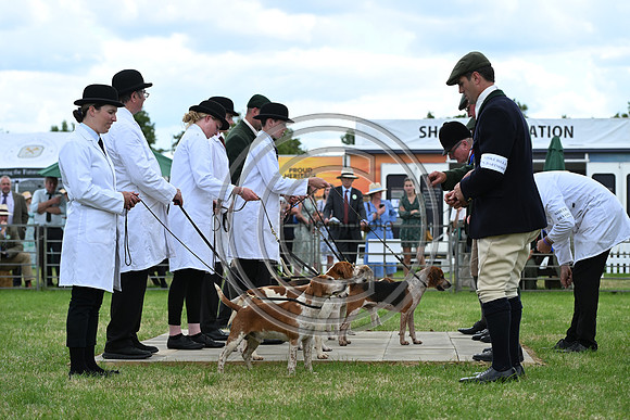 Festival of Hounds 2024
