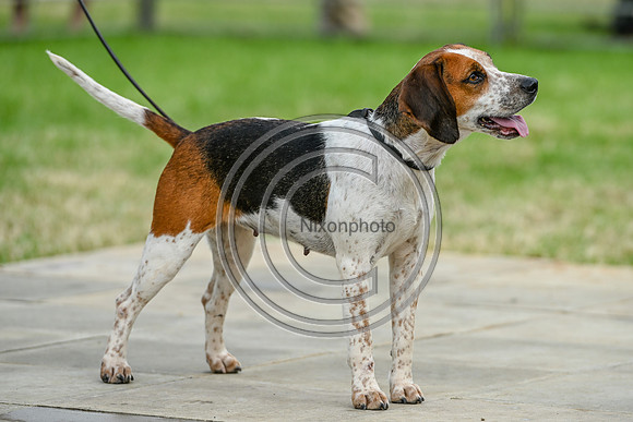 Festival of Hounds 2024
