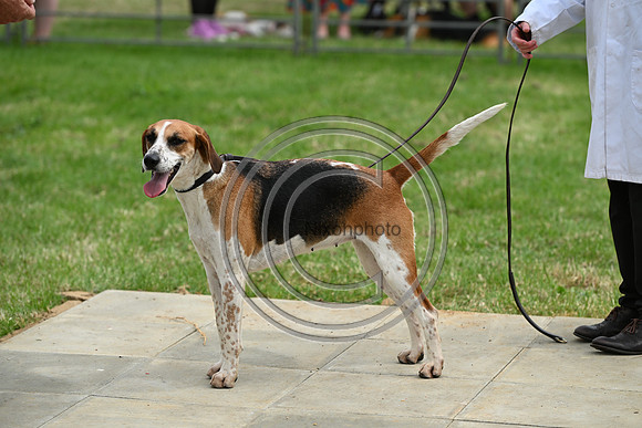Festival of Hounds 2024