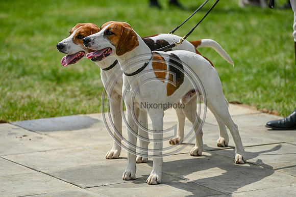 Festival of Hounds 2024