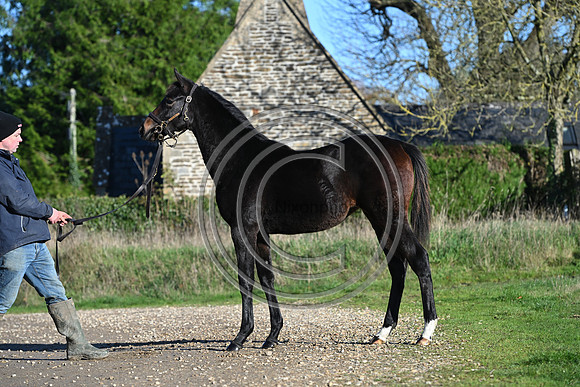 Foal_Selwood_PN79