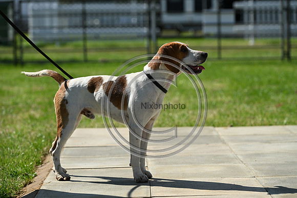 Festival of Hounds 2024