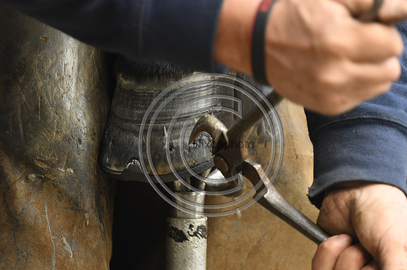 Nigel Perrott_Farrier_PN20_51850