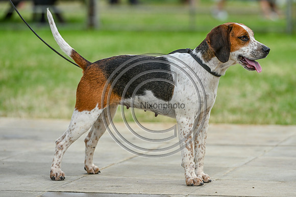 Festival of Hounds 2024