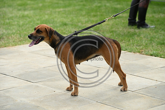 Festival of Hounds 2024