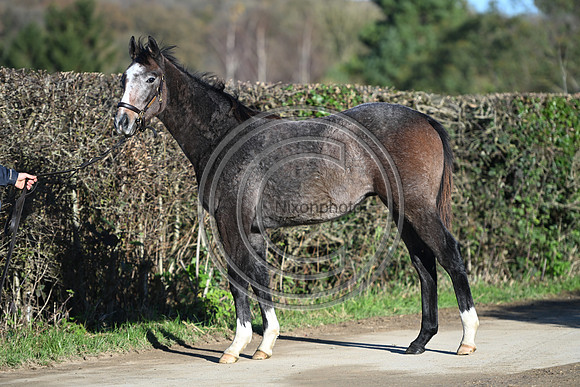 Foal_Selwood_PN1