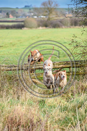 Bicester with Whaddon Chase Hunts