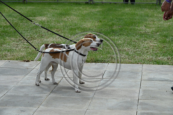 Festival of Hounds 2024